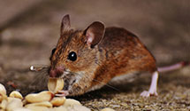 24 Hour & Emergency Exterminators in Veneta, OR